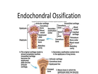 05 Skeletal Tissue.pptx scienc.e gen bio