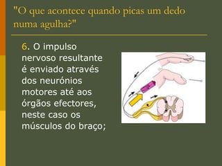 "O que acontece quando picas um dedo numa agulha?" 6 . O impulso nervoso resultante é enviado através dos neurónios motores até aos órgãos efectores, neste caso os músculos do braço; 