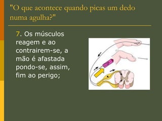 "O que acontece quando picas um dedo numa agulha?" 7 . Os músculos reagem e ao contrairem-se, a mão é afastada pondo-se, assim, fim ao perigo; 