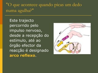 "O que acontece quando picas um dedo numa agulha?" Este trajecto percorrido pelo impulso nervoso, desde a recepção do estímulo, até ao órgão efector da reacção é designado  arco reflexo .  