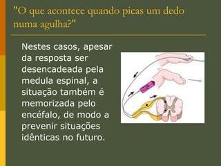 "O que acontece quando picas um dedo numa agulha?" Nestes casos, apesar da resposta ser desencadeada pela medula espinal, a situação também é memorizada pelo encéfalo, de modo a prevenir situações idênticas no futuro. 