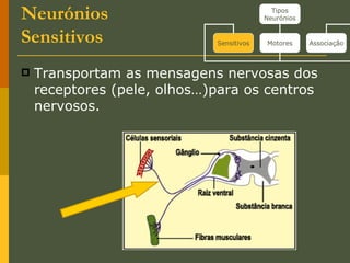 Neurónios Sensitivos  Transportam as mensagens nervosas dos receptores (pele, olhos…)para os centros nervosos. Tipos Neurónios Sensitivos Motores Associação 