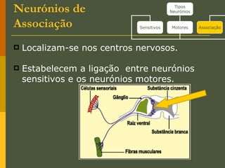 Neurónios de Associação   Localizam-se nos centros nervosos. Estabelecem a ligação  entre neurónios sensitivos e os neurónios motores. Tipos Neurónios Sensitivos Motores Associação 