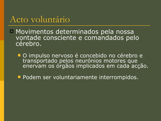 Acto voluntário Movimentos determinados pela nossa vontade consciente e comandados pelo cérebro. O impulso nervoso é concebido no cérebro e transportado pelos neurónios motores que enervam os órgãos implicados em cada acção. Podem ser voluntariamente interrompidos. 
