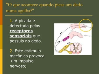 "O que acontece quando picas um dedo numa agulha?" 1 . A picada é detectada pelos  receptores sensoriais  que possuis no dedo. 2 . Este estímulo mecânico provoca  um impulso nervoso; 