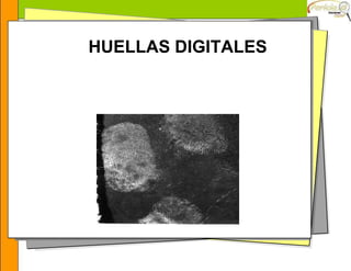 HUELLAS DIGITALES
 