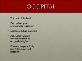 Occipital
• The back of the head.

• External occipital
  protuberance (posterior)

• Lambdoid suture (anterior)

• Articulates with first
  cervical vertebrae at
  occipital condyles

• Foramen magnum (“big
  hole”) for spinal cord
  (inferior)
 