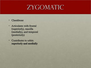 zygomatic
• Cheekbone

• Articulates with frontal
  (superiorly), maxilla
  (medially), and temporal
  (posteriorly)

• Contributes to orbits
  superiorly and medially
 