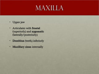 Maxilla
• Upper jaw

• Articulates with frontal
  (superiorly) and zygomatic
  (laterally/posteriorly)

• Dentition (teeth) inferiorly

• Maxillary sinus internally
 