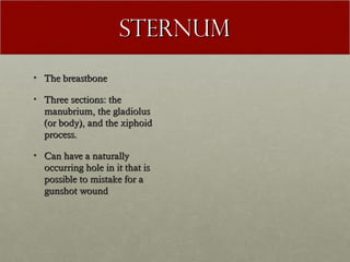 STERNUM
• The breastbone

• Three sections: the
  manubrium, the gladiolus
  (or body), and the xiphoid
  process.

• Can have a naturally
  occurring hole in it that is
  possible to mistake for a
  gunshot wound
 
