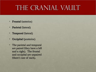THE CRANIAL VAULT
• Frontal (anterior)

• Parietal (lateral)

• Temporal (lateral)

• Occipital (posterior)

• The parietal and temporal
  are paired (they have a left
  and a right). The frontal
  and occipital are unpaired
  (there’s one of each).
 