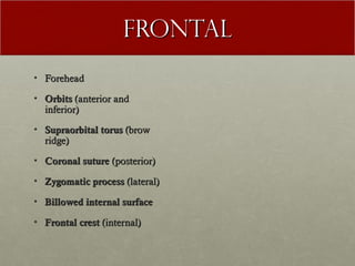 Frontal
• Forehead

• Orbits (anterior and
  inferior)

• Supraorbital torus (brow
  ridge)

• Coronal suture (posterior)

• Zygomatic process (lateral)

• Billowed internal surface

• Frontal crest (internal)
 