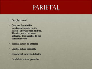 Parietal
• Deeply curved.

• Grooves for middle
  meningeal vessels on the
  inside. They go back and up.
  The deepest is the most
  anterior. It is parallel to the
  coronal suture.

• coronal suture to anterior

• Sagittal suture medially

• Squamosal suture to inferior

• Lambdoid suture posterior
 