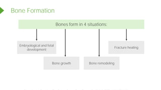 Bone Formation
Embryological and fetal
development
Bone growth
Fracture healing
Bone remodeling
Bones form in 4 situations:
Powered by TCPDF (www.tcpdf.org)
 