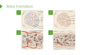 Bone Formation
1 2
4
3
Powered by TCPDF (www.tcpdf.org)
 