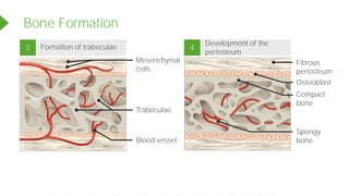 Bone Formation
3 4
Fibrous
periosteum
Osteoblast
Compact
bone
Spongy
bone
Mesenchymal
cells
Trabeculae
Blood vessel
Development of the
periosteum
Formation of trabeculae
Powered by TCPDF (www.tcpdf.org)
 