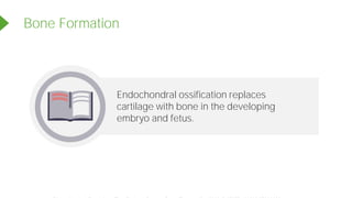 Endochondral ossification replaces
cartilage with bone in the developing
embryo and fetus.
Bone Formation
Powered by TCPDF (www.tcpdf.org)
 
