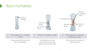 Bone Formation
Hyaline
cartilage
Calcified
matrix
Uncalcified
matrix
Primary
ossification
center
Nutrient
artery
Spongy
bone
Perichondrium
1. Development of cartilage
model
2. Growth of cartilage model 3. Development of primary
ossification center
Mesenchymal cells develop
into chondroblasts
Chondroblasts secrete
extracellular matrix and
mature into chrondrocytes
Chondrocytes are replaced
with osteoblasts
Powered by TCPDF (www.tcpdf.org)
 