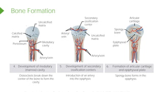 Bone Formation
5. Development of secondary
ossification centers
6. Formation of articular cartilage
and epiphyseal plate
Osteoclasts break down the
center of the bone to form the
cavity
Introduction of an artery
into the epiphysis
Spongy bone forms in the
epiphysis
Uncalcified
matrix
Medullary
cavity
Periosteum
Calcified
matrix Uncalcified
matrix
Secondary
ossification
center
Articular
cartilage
Spongy
bone
Epiphyseal
plate
Artery/
vein
Artery/vein
4. Development of medullary
(marrow) cavity
Artery/vein
Powered by TCPDF (www.tcpdf.org)
 