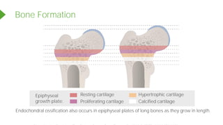 Endochondral ossification also occurs in epiphyseal plates of long bones as they grow in length.
Bone Formation
Resting cartilage
Proliferating cartilage
Hypertrophic cartilage
Calcified cartilage
Epiphyseal
growth plate:
Powered by TCPDF (www.tcpdf.org)
 
