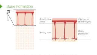 Bone Formation
<<<<<
Growth plate
zones
Changes in
chondrocytes
Matrix
production
Resting zone
Powered by TCPDF (www.tcpdf.org)
 