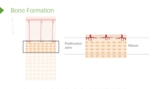 Bone Formation
<<<<<
Mitosis
Proliferative
zone
Powered by TCPDF (www.tcpdf.org)
 