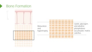 Bone Formation
<<<<<
Lipids, glycogen,
and alkaline
phosphatase
accumulate; matrix
calcifies
Maturation
and
hypertrophy
Powered by TCPDF (www.tcpdf.org)
 