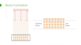Bone Formation
<<<<<
Cell
death
Calcified
matrix
Powered by TCPDF (www.tcpdf.org)
 
