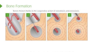 Bones thicken thanks to the cooperative action of osteoblasts and osteoclasts.
Bone Formation
1 2 3 4
Powered by TCPDF (www.tcpdf.org)
 