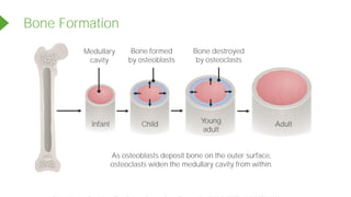 As osteoblasts deposit bone on the outer surface,
osteoclasts widen the medullary cavity from within.
Bone Formation
Infant Child Young
adult
Adult
Bone formed
by osteoblasts
Bone destroyed
by osteoclasts
Medullary
cavity
Powered by TCPDF (www.tcpdf.org)
 