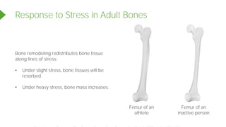 Response to Stress in Adult Bones
Bone remodeling redistributes bone tissue
along lines of stress:
• Under slight stress, bone tissues will be
resorbed.
• Under heavy stress, bone mass increases.
Femur of an
inactive person
Femur of an
athlete
Powered by TCPDF (www.tcpdf.org)
 