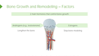 Bone Growth and Remodeling Factors
Androgens (e.g., testosterone)
2 main hormones that control bone growth:
Estrogens
Lengthen the bone Stop bone modeling
Powered by TCPDF (www.tcpdf.org)
 