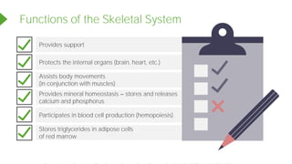 Provides support
Protects the internal organs (brain, heart, etc.)
Assists body movements
(in conjunction with muscles)
Provides mineral homeostasis stores and releases
calcium and phosphorus
Participates in blood cell production (hemopoiesis)
Functions of the Skeletal System
Stores triglycerides in adipose cells
of red marrow
Powered by TCPDF (www.tcpdf.org)
 