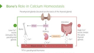 Role in Calcium Homeostasis
Parathyroid glands (located on the back of the thyroid gland)
Intestine
Bone
Kidney
Blood vessel
Ca2+
Ca2+
Ca2+
PTH*
Vitamin D
PTH*
+
Low Ca2+
levels
stimulate the
parathyroid
glands
-
High Ca2+
levels inhibit
the para-
thyroid
glands
*PTH: parathyroid hormone
Powered by TCPDF (www.tcpdf.org)
 
