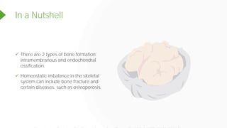 In a Nutshell
✓ There are 2 types of bone formation:
intramembranous and endochondral
ossification.
✓ Homeostatic imbalance in the skeletal
system can include bone fracture and
certain diseases, such as osteoporosis.
Powered by TCPDF (www.tcpdf.org)
 