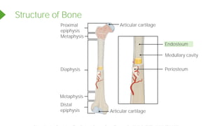 Structure of Bone
Metaphysis
Diaphysis
Metaphysis
Distal
epiphysis
Proximal
epiphysis
Articular cartilage
Articular cartilage
Periosteum
Medullary cavity
Endosteum
Powered by TCPDF (www.tcpdf.org)
 