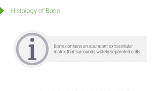 Bone contains an abundant extracellular
matrix that surrounds widely separated cells.
Histology of Bone
Powered by TCPDF (www.tcpdf.org)
 