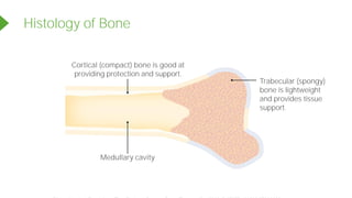 Histology of Bone
Trabecular (spongy)
bone is lightweight
and provides tissue
support.
Cortical (compact) bone is good at
providing protection and support.
Medullary cavity
Powered by TCPDF (www.tcpdf.org)
 