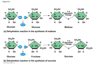 Figure 5.5




                                                             1–4
                                                         glycosidic
                                                        1 linkage 4




     Glucose                Glucose                      Maltose
 (a) Dehydration reaction in the synthesis of maltose



                                                             1–2
                                                         glycosidic
                                                        1 linkage 2




     Glucose                Fructose                     Sucrose
 (b) Dehydration reaction in the synthesis of sucrose
 