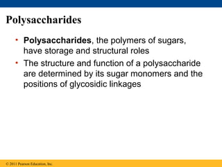 Polysaccharides
     • Polysaccharides, the polymers of sugars,
       have storage and structural roles
     • The structure and function of a polysaccharide
       are determined by its sugar monomers and the
       positions of glycosidic linkages




© 2011 Pearson Education, Inc.
 