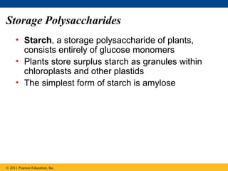 Storage Polysaccharides
     • Starch, a storage polysaccharide of plants,
       consists entirely of glucose monomers
     • Plants store surplus starch as granules within
       chloroplasts and other plastids
     • The simplest form of starch is amylose




© 2011 Pearson Education, Inc.
 