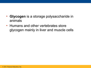 • Glycogen is a storage polysaccharide in
       animals
     • Humans and other vertebrates store
       glycogen mainly in liver and muscle cells




© 2011 Pearson Education, Inc.
 
