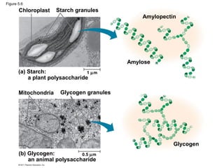 Figure 5.6
       Chloroplast    Starch granules
                                               Amylopectin




                                           Amylose
       (a) Starch:               1 µm
           a plant polysaccharide

       Mitochondria    Glycogen granules




                                                         Glycogen
       (b) Glycogen:          0.5 µm
           an animal polysaccharide
 