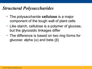 Structural Polysaccharides
     • The polysaccharide cellulose is a major
       component of the tough wall of plant cells
     • Like starch, cellulose is a polymer of glucose,
       but the glycosidic linkages differ
     • The difference is based on two ring forms for
       glucose: alpha (α) and beta (β)




© 2011 Pearson Education, Inc.
 