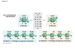 Figure 5.7




  (a) α and β glucose
      ring structures

                          4               1                    4                1




                              α Glucose                             β Glucose




              1 4
                                                              1 4




  (b) Starch: 1–4 linkage of α glucose monomers   (c) Cellulose: 1–4 linkage of β glucose monomers
 