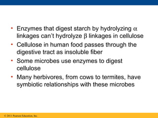 • Enzymes that digest starch by hydrolyzing α
       linkages can’t hydrolyze β linkages in cellulose
     • Cellulose in human food passes through the
       digestive tract as insoluble fiber
     • Some microbes use enzymes to digest
       cellulose
     • Many herbivores, from cows to termites, have
       symbiotic relationships with these microbes



© 2011 Pearson Education, Inc.
 