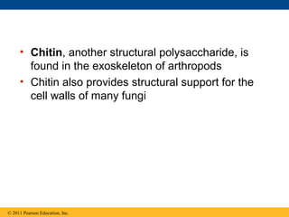 • Chitin, another structural polysaccharide, is
       found in the exoskeleton of arthropods
     • Chitin also provides structural support for the
       cell walls of many fungi




© 2011 Pearson Education, Inc.
 