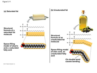 Figure 5.11




                     (b) Unsaturated fat
 (a) Saturated fat




 Structural
 formula of a
 saturated fat
 molecule
                     Structural
                     formula of an
                     unsaturated fat
                     molecule
 Space-filling
 model of stearic
 acid, a saturated
 fatty acid          Space-filling model
                     of oleic acid, an
                     unsaturated fatty
                     acid
                                       Cis double bond
                                       causes bending.
 