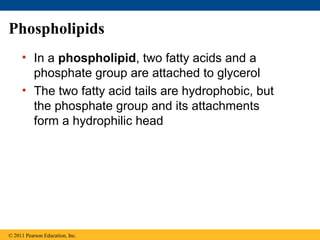 Phospholipids
     • In a phospholipid, two fatty acids and a
       phosphate group are attached to glycerol
     • The two fatty acid tails are hydrophobic, but
       the phosphate group and its attachments
       form a hydrophilic head




© 2011 Pearson Education, Inc.
 