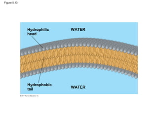 Figure 5.13




              Hydrophilic   WATER
              head




              Hydrophobic
              tail          WATER
 